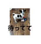 犬のピノ（個別スタンプ：20）