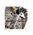 犬のピノ（個別スタンプ：21）
