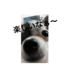 犬のピノ（個別スタンプ：22）