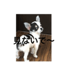 犬のピノ（個別スタンプ：23）