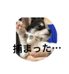 犬のピノ（個別スタンプ：24）