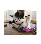 犬のピノ（個別スタンプ：25）