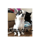 犬のピノ（個別スタンプ：27）