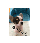 犬のピノ（個別スタンプ：28）