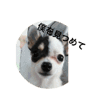 犬のピノ（個別スタンプ：29）