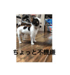 犬のピノ（個別スタンプ：30）