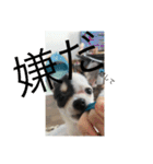 犬のピノ（個別スタンプ：31）