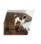 犬のピノ（個別スタンプ：32）