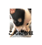 犬のピノ（個別スタンプ：33）