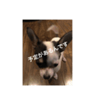 犬のピノ（個別スタンプ：34）