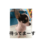 犬のピノ（個別スタンプ：35）