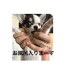 犬のピノ（個別スタンプ：37）