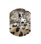 犬のピノ（個別スタンプ：38）