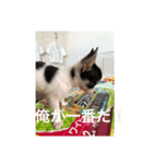 犬のピノ（個別スタンプ：39）