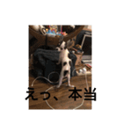 犬のピノ（個別スタンプ：40）