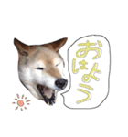 髙橋家のイヌ（個別スタンプ：16）