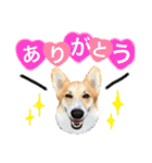 コーギーまろんくん2（個別スタンプ：1）
