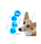 コーギーまろんくん2（個別スタンプ：3）