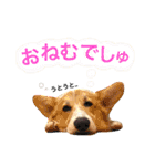 コーギーまろんくん2（個別スタンプ：4）
