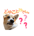 コーギーまろんくん2（個別スタンプ：5）