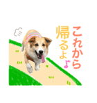コーギーまろんくん2（個別スタンプ：7）