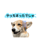 コーギーまろんくん2（個別スタンプ：9）
