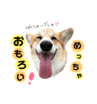 コーギーまろんくん2（個別スタンプ：12）