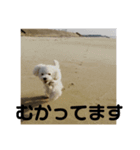 こんにちワンコ〜キキです。（個別スタンプ：1）