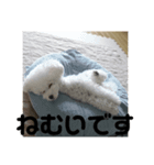 こんにちワンコ〜キキです。（個別スタンプ：2）