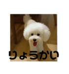 こんにちワンコ〜キキです。（個別スタンプ：4）