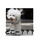 こんにちワンコ〜キキです。（個別スタンプ：5）