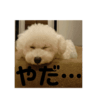 こんにちワンコ〜キキです。（個別スタンプ：6）