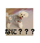 こんにちワンコ〜キキです。（個別スタンプ：8）