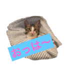 仔猫のタマちゃん1（個別スタンプ：1）