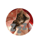 仔猫のタマちゃん1（個別スタンプ：2）