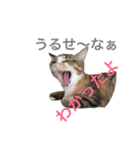 仔猫のタマちゃん1（個別スタンプ：3）