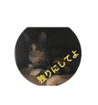 仔猫のタマちゃん1（個別スタンプ：5）