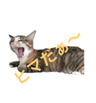 仔猫のタマちゃん1（個別スタンプ：6）