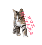 仔猫のタマちゃん1（個別スタンプ：7）