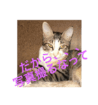 仔猫のタマちゃん1（個別スタンプ：8）
