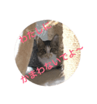 仔猫のタマちゃん1（個別スタンプ：9）