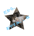 仔猫のタマちゃん1（個別スタンプ：10）