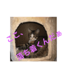 仔猫のタマちゃん1（個別スタンプ：11）
