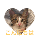 仔猫のタマちゃん1（個別スタンプ：12）