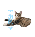 仔猫のタマちゃん1（個別スタンプ：13）