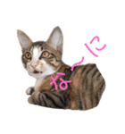 仔猫のタマちゃん1（個別スタンプ：14）