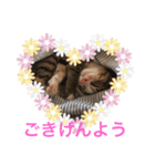 仔猫のタマちゃん1（個別スタンプ：15）