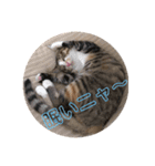 仔猫のタマちゃん1（個別スタンプ：16）