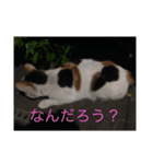 三毛猫にゃにゃちゃん（個別スタンプ：1）