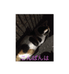 三毛猫にゃにゃちゃん（個別スタンプ：2）